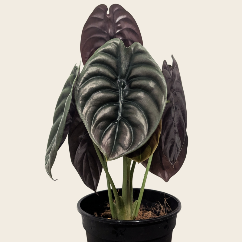 Alocasia Cuprea Mirror Plant
