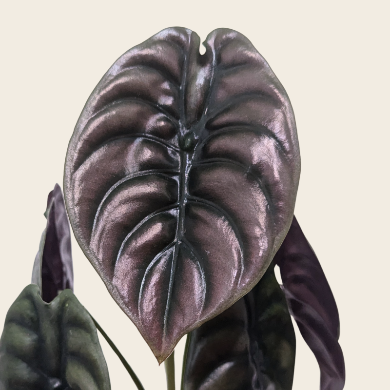 Alocasia Cuprea Mirror Plant Leaf