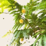 Everfresh Tree Flowers