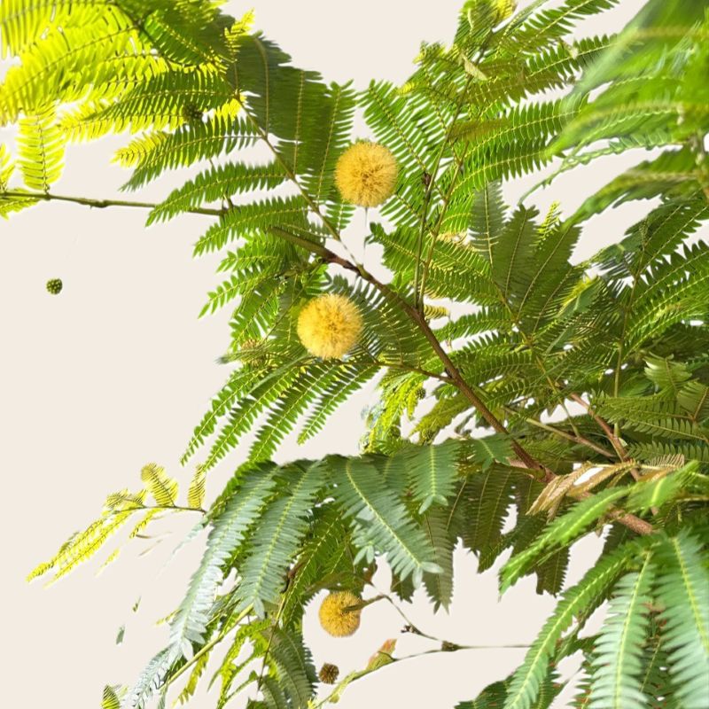 Everfresh Tree Flowers