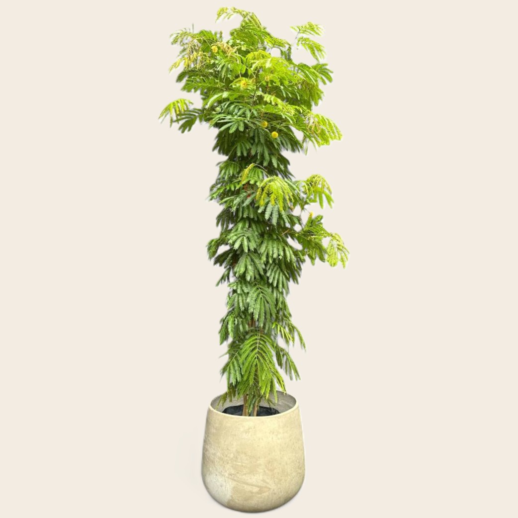 Everfresh Tree in a cream pot
